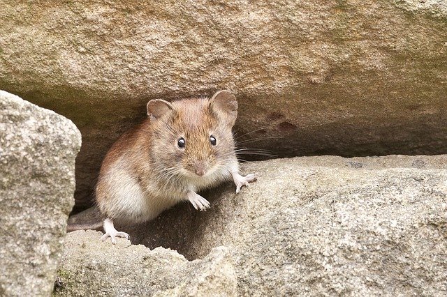 myška na kamenech